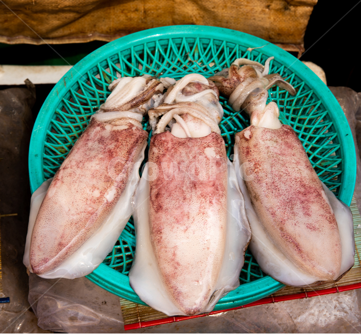 오징어,바다,수산물,시장,마트,음식재료,음식,식재료,갑오징어,음식,식재료,요리,food,cook,meal,dishes,food reserves,수산물,해산물,fishery products,seafood