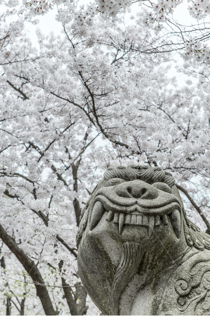 봄,해태상,조형물,석상,풍경,만개,벗꽃,봄,계절,spring,season,한국전통,한국문화,korean traditional,korean culture,조각상,동상,석상,조형물,statue,bronze statue,stone statue,plant,식물,vegetation,초목