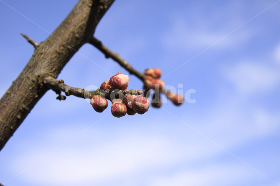 봄,자연,매화,꽃,매화꽃,매화마을,spring,flower,nature,season,나무,식물,봄꽃,계절,봄,계절,spring,season,식물,자연,plants,nature,꽃,flower,plant,food,음식,vegetable,야채,seed,씨,grain,곡물