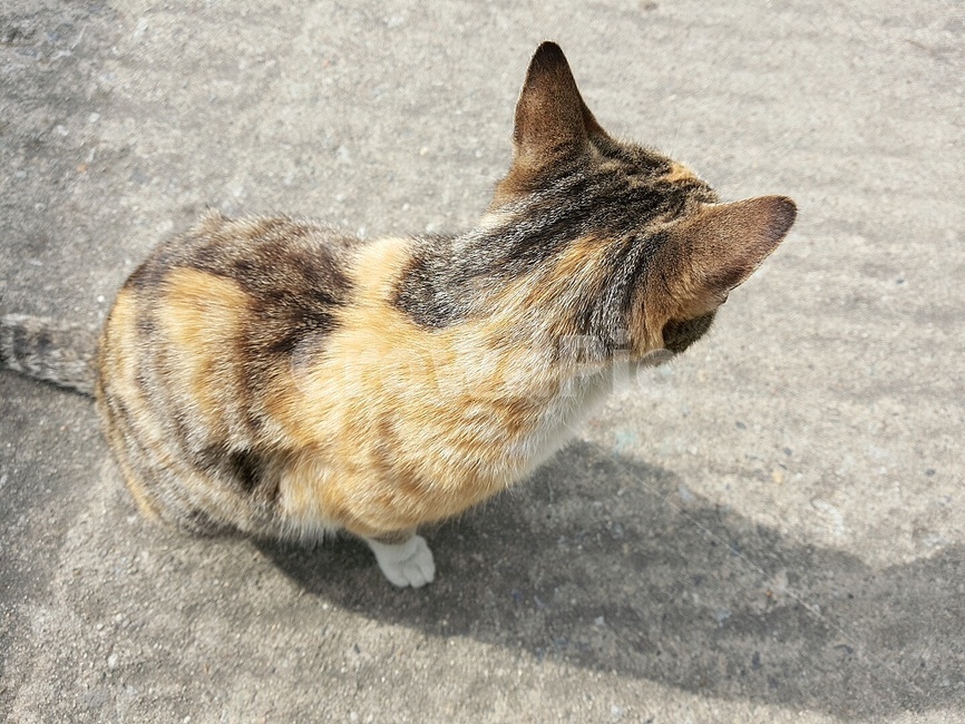 고양이,cat,길고양이,동물,animal
