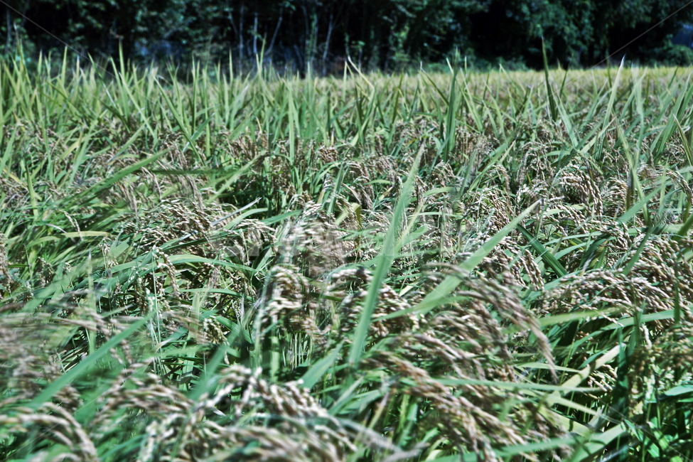 벼,쌀,곡식,농사,가을,계절,주식,이삭,벼이삭,쌀농사,벼농사,논,식물,자연,plants,nature