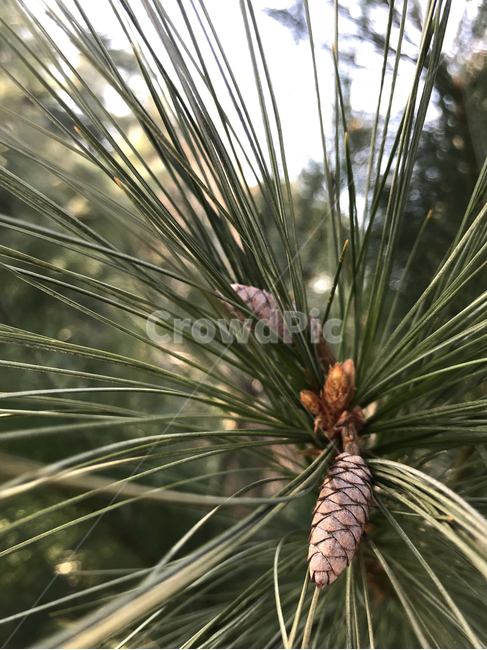 봄,솔방울,솔잎,식물,소나무,pinecone,spring,식물,자연,plants,nature