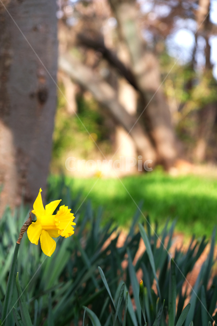 봄꽃,꽃배경,beautiful,blooming,colorful,garden,greenleavesbackground,natural,plant,season,spring,wildflowers,yellowflower,들꽃,식물,자연,plants,nature,꽃,flower