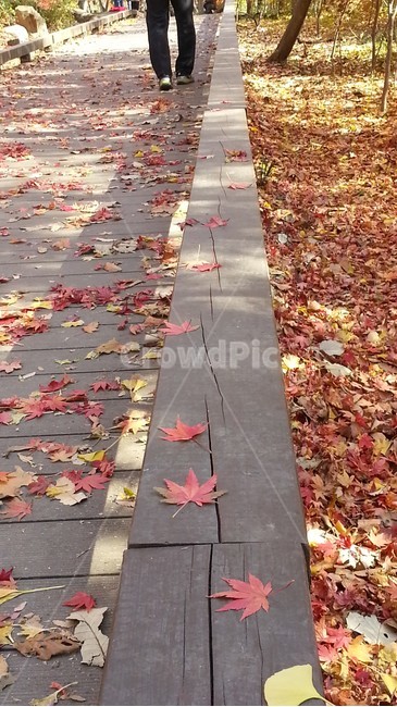 가을,길,낙엽,단풍,황혼