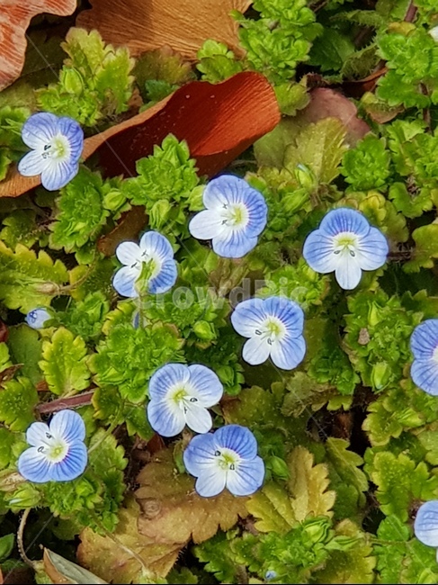 꽃,봄꽃,야생화,봄,꽃잔치,flower,식물,자연,plants,nature,꽃,flower