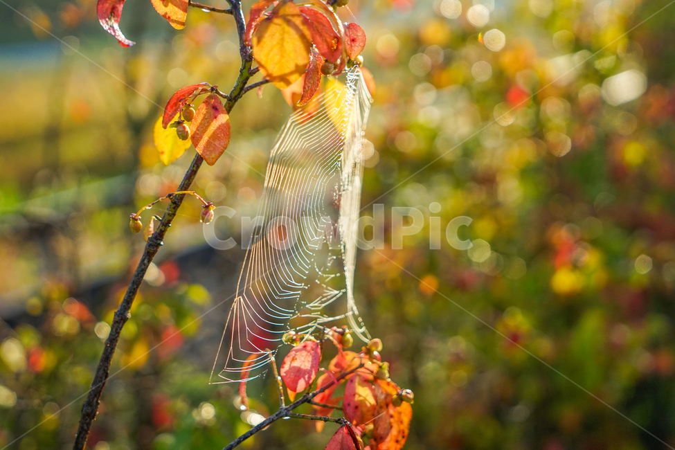 거미줄,이슬,단풍,가을,나무,거미집,가을,계절,fall,autumn,season