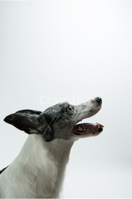 smiling,Look at,Sick of it,tongue,profile,blue merle,stomach,smile,topside,face,puppy,ear,Gaeko,animal,teeth,dog,border collie,Sight,upward
