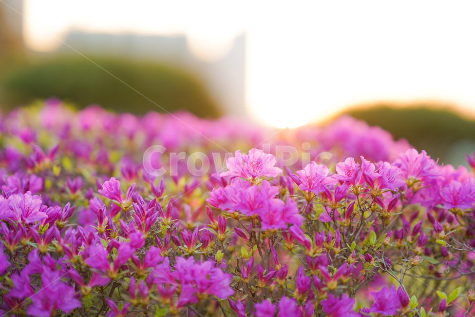 식물,빛,따뜻함,꽃,초록,보라,잎,봄,계절,spring,season,식물,자연,plants,nature,꽃,flower,휴식,힐링,rest,relaxation,healing,blossom,geranium,제라늄,plant
