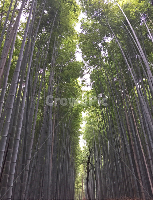 대나무,대나무숲,자연,풍경,봄,초록색,bamboo,forest,tree,nature,landscape