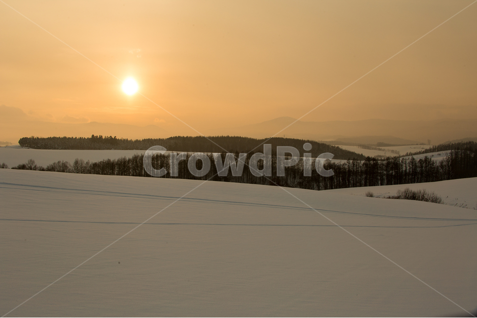 plant,식물,tree,나무,전나무,nature,자연,outdoors,옥외,일몰,sunset,눈,snow,홋카이도,비에이,겨울,계절,winter,season,자연,풍경,nature,landscape