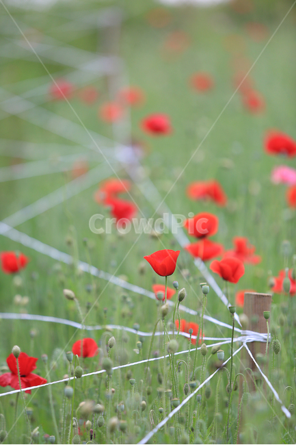 꽃,꽃양귀비,양귀비,들꽃마루,flower,fieldpoppy,빨강꽃,식물,자연,plants,nature,꽃,flower