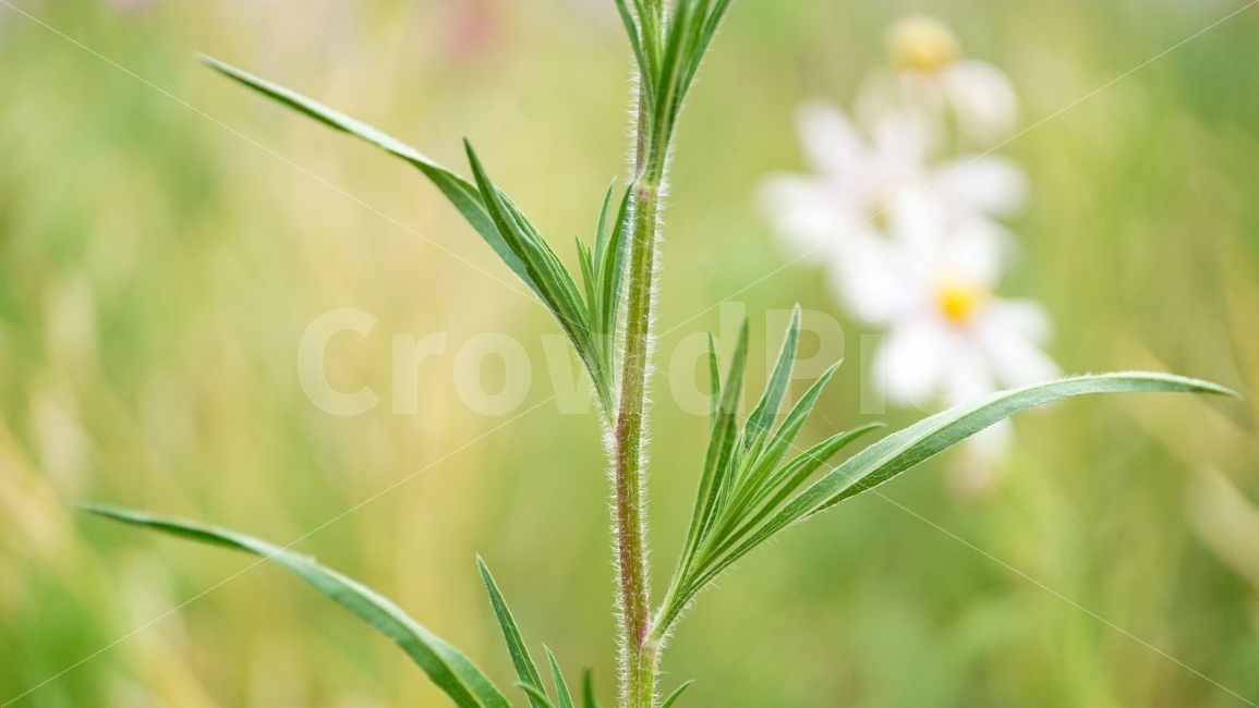 꽃,식물,줄기,이파리,자연,잔디밭,nature,flower,한국자연,korea,풍경,landscape,macro,접사,closeup,클로즈업,plants,코리아,계절,season,식물,자연,plants,nature