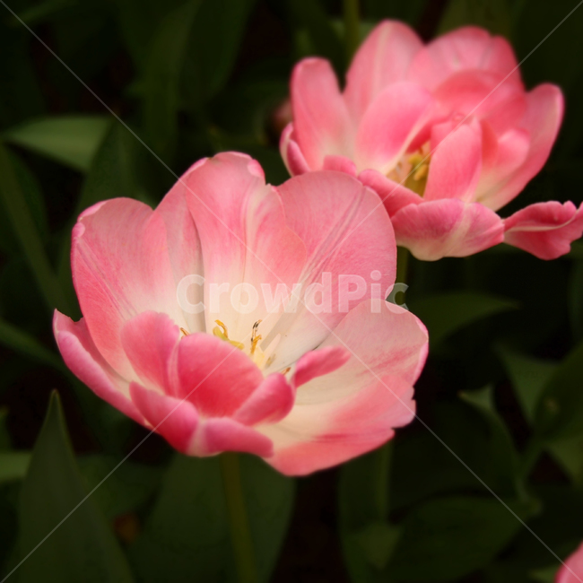 분홍꽃,예쁜꽃,꽃접사,꽃밭,비비드,생기,꽃송이,분홍색꽃,flower,식물,꽃,식물,자연,plants,nature,꽃,flower