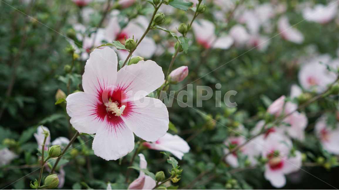 꽃,무궁화,대한민국,식물,자연,식물,자연,plants,nature,꽃,flower