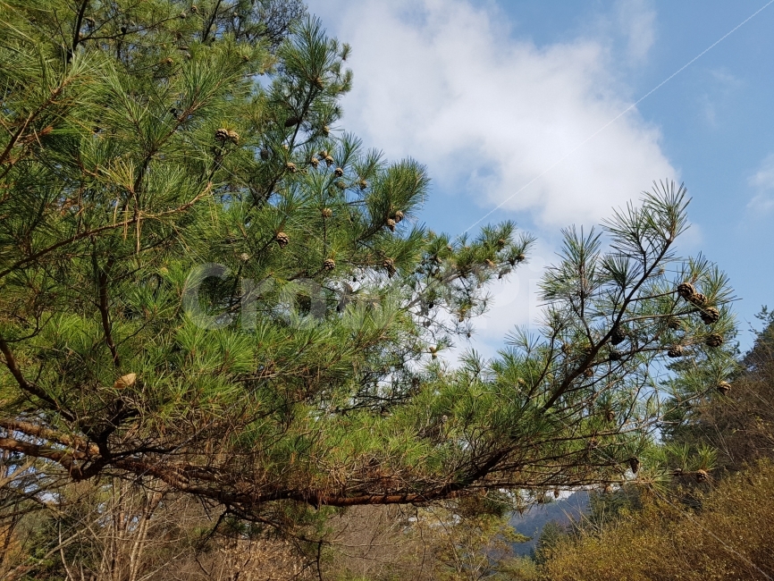 소나무,푸름,여행,감성,풍경,설정사진,솔방울,식물,자연,plants,nature,나무,trees,wood