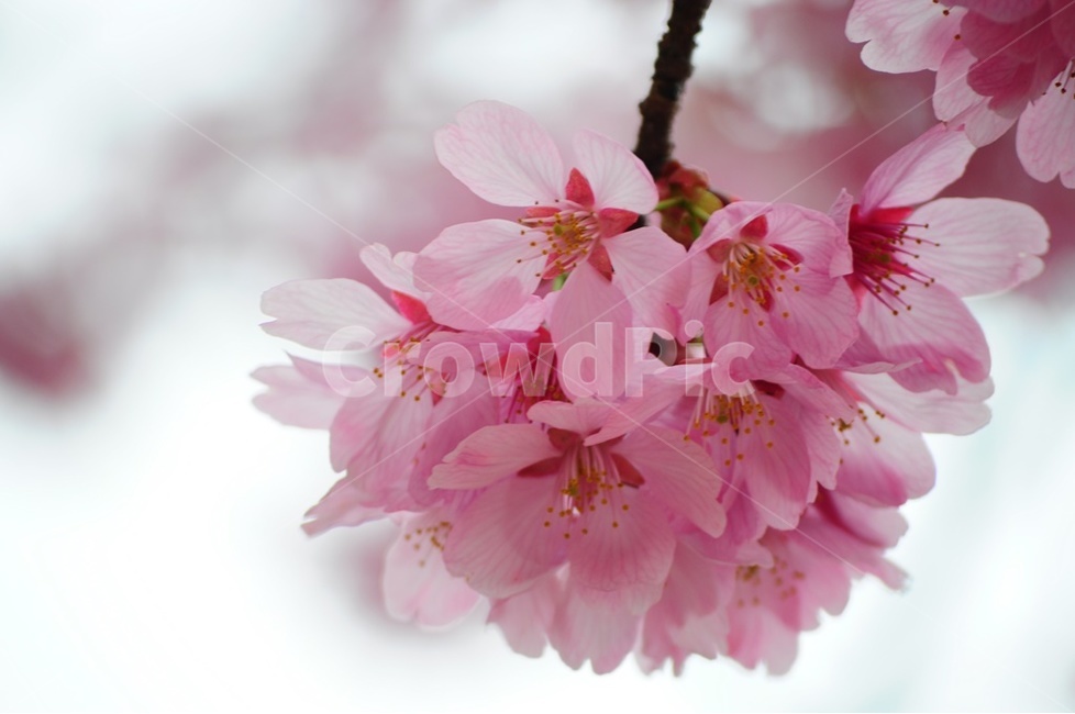 접사,벚꽃,왕벚꽃,겹벚꽃,윤중로,봄,계절,spring,season,식물,자연,plants,nature,꽃,flower,plant,blossom,cherry blossom