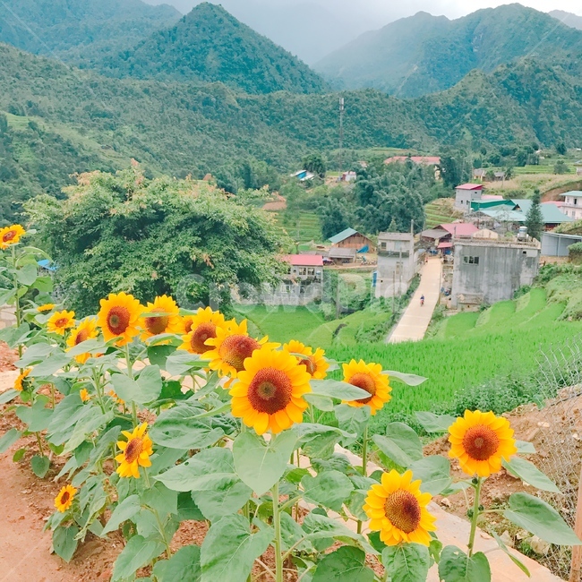 해바라기,꽃,식물,flower,sunflower,식물,자연,plants,nature,꽃,flower