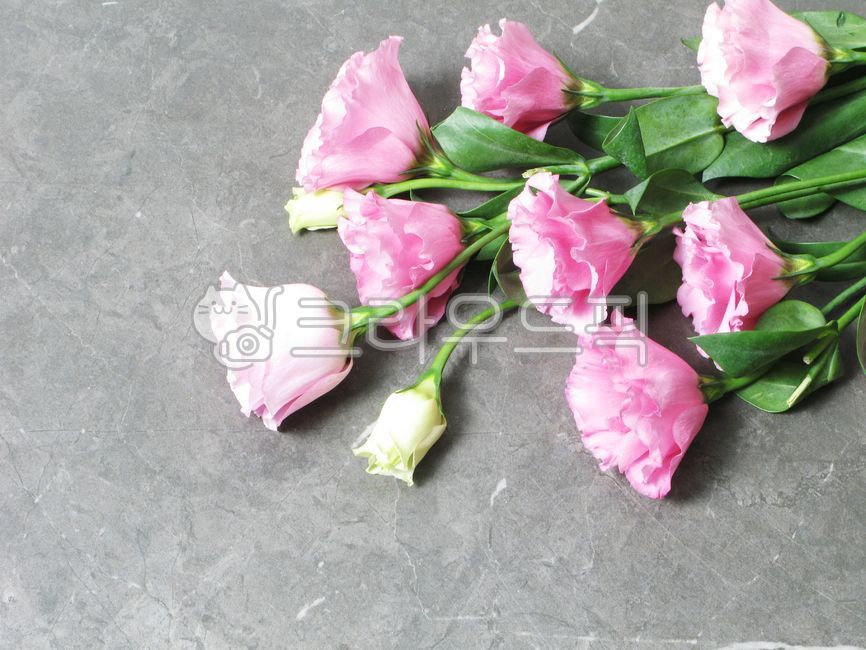 꽃배경,분홍꽃,flower,plant,식물,blossom