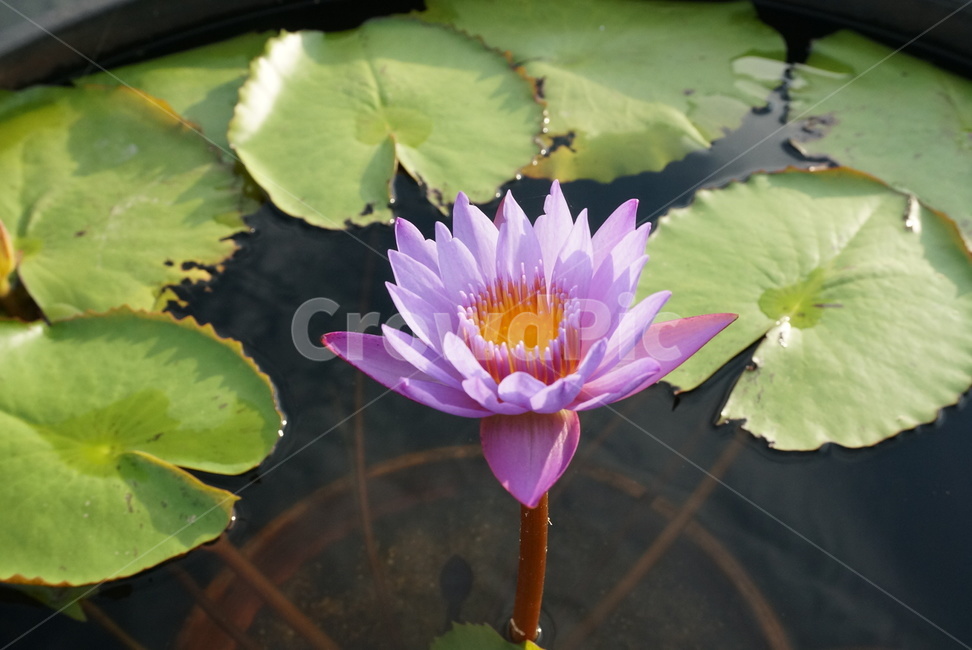 연꽃,분홍꽃,분홍,꽃,식물,자연,계절,flower,nature,season,초록,연못,5월꽃,식물,자연,plants,nature,꽃,flower