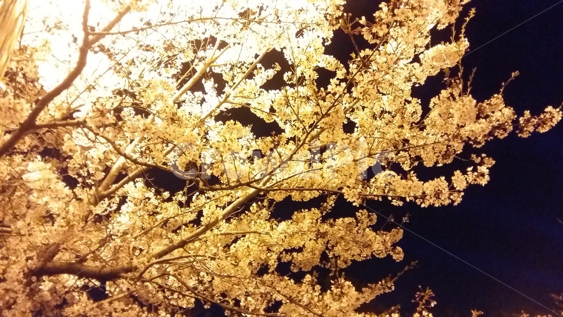 벚꽃,벚꽃나무,봄,꽃,풍경