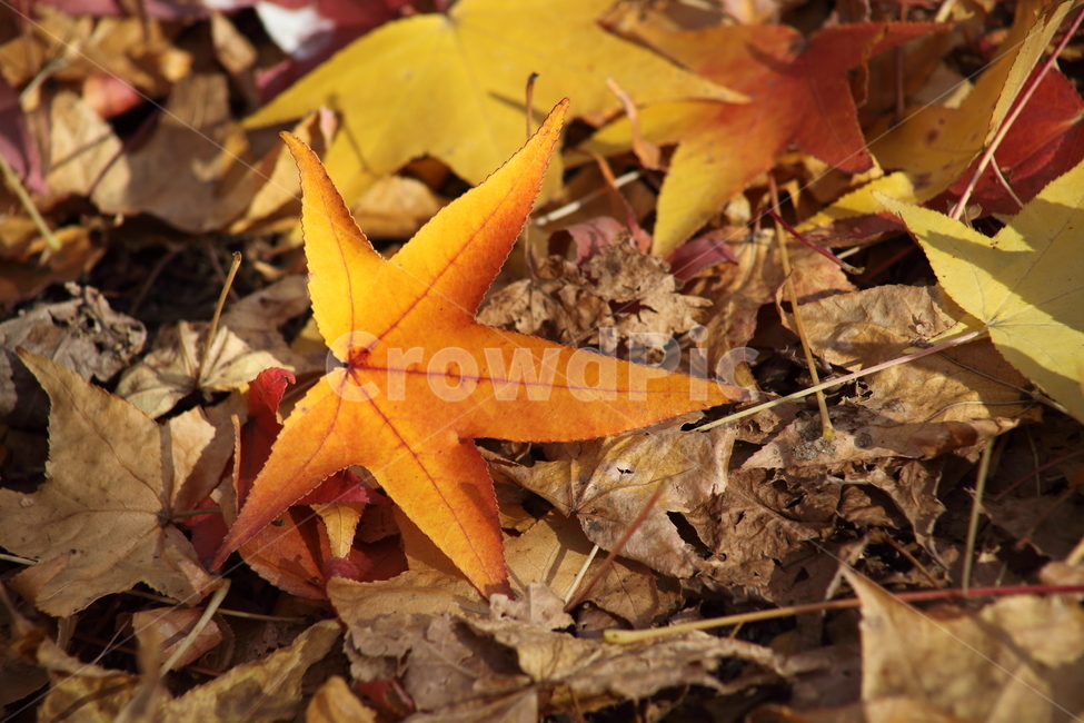 낙엽,가을,단풍,잎,fallenleaves,가을,계절,fall,autumn,season,leaf,plant,식물,tree,나무