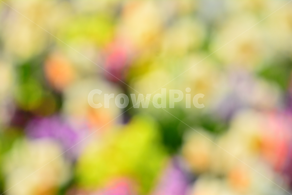 봄,봄이미지,꽃,봄꽃,배경,바탕화면,백그라운드,아웃포커스,배경화면,색감,칼라풀,colorful,flowers,background,몽환적,dreamy,꿈,아름다운,뷰티풀,카다로그,광고,디자인소스,그래픽소스,beautifulcolor,채도,색상,노랑,크림색,아이보리,흰색,화이트,파스텔톤,감성,sensible,feeling