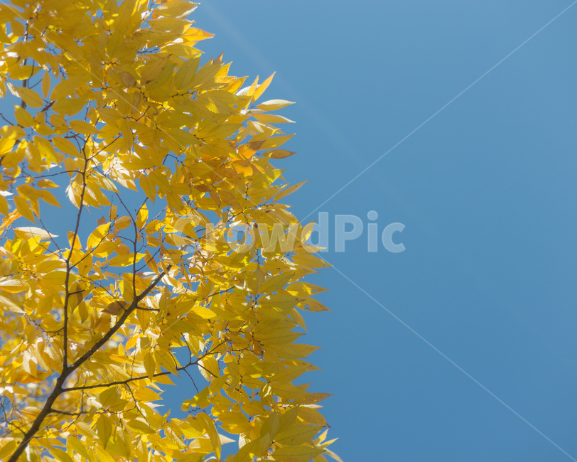 가을,나무,은행나무,파란하늘,단풍,가을,계절,fall,autumn,season,plant,식물,leaf,잎