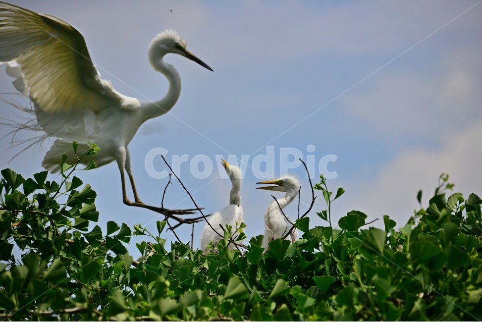 bird,새,animal,동물,waterfowl,egret,백로,stork,황새,육추,백로육추,백로새끼