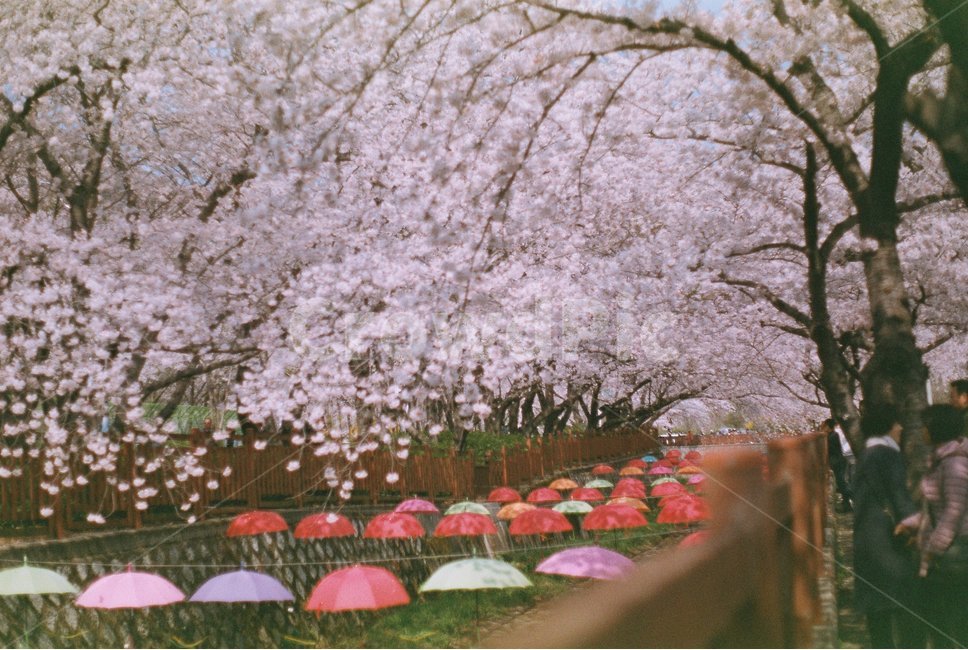 plant,blossom,human,인간,꽃,flower,person