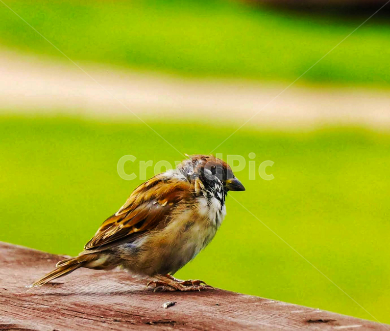 새,참새,조류,날개,부리,주둥이,동물,animal,조류,새,birds