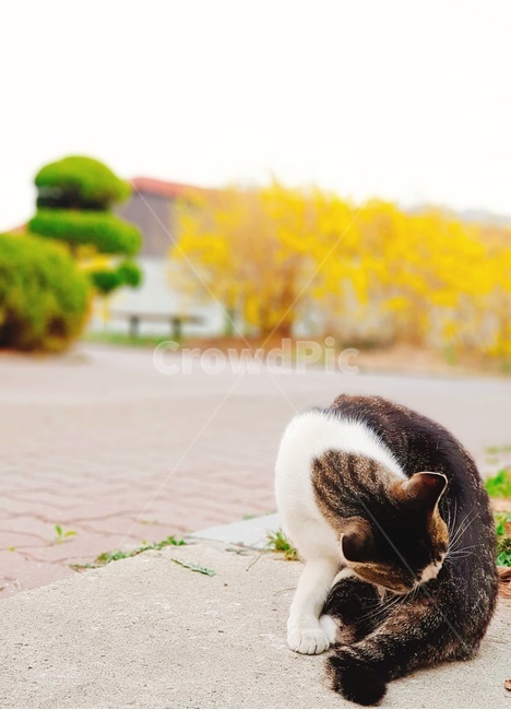 고양이,길냥이,그루밍,귀여움,동물,동물,animal,포유류,mammal,고양이,cat,kitten,kitty