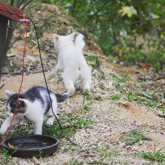 길냥이,아기고양이,두마리,고양이두마리,고양이,동물,animal,포유류,mammal,고양이,cat,kitten,kitty
