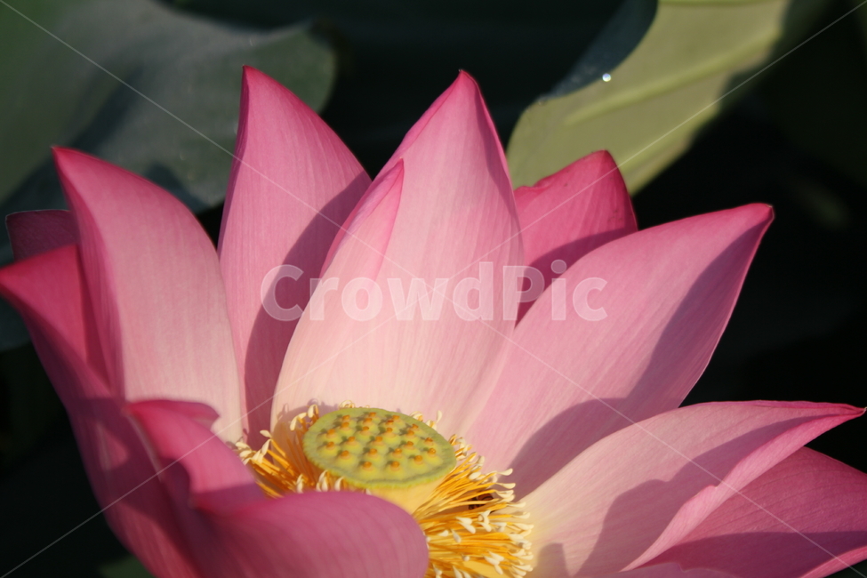 꽃,연꽃,식물,자연,lotus,식물,자연,plants,nature,꽃,flower