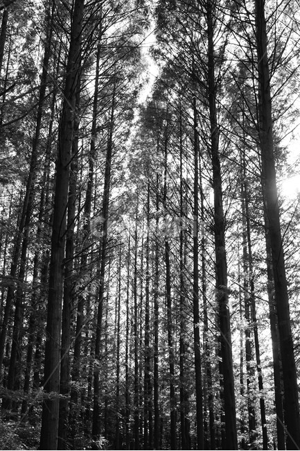 숲,자연,흑백,풍경,모노톤,bw,monotone,woods,nature,vertical,forest,calm,healing,자연,풍경,nature,landscape,흑백,모노톤,monochrome,black and white,vegetation,초목,plant,식물,tree,나무,land,땅,outdoors,옥외,woodland,삼림지,light,빛,flare,플레어,grove,작은 숲,sunlight,햇빛