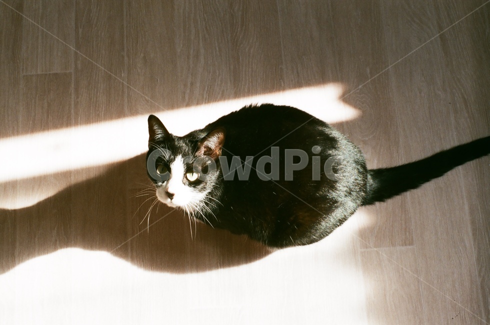 고양이,cat,동물,그림자,코숏,응시,동물,animal,포유류,mammal,고양이,cat,kitten,kitty