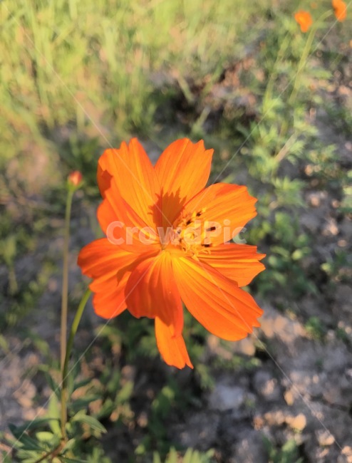 꽃,플라워,flower,자연,식물,식물,자연,plants,nature,꽃,flower