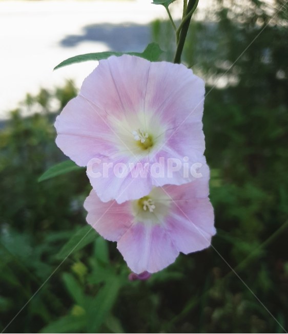 꽃,flower,plant,식물,blossom,자연,nature