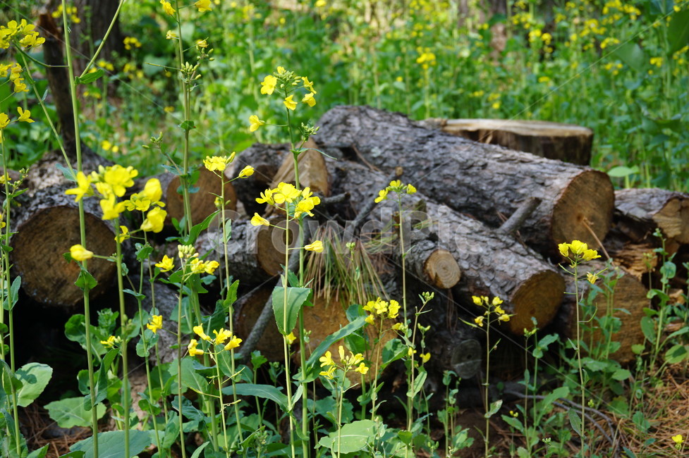 장작,나무,자연,식물,꽃,firewood,tree,plants,nature,flower