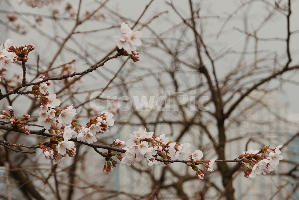 벚꽃,축제,4월,윤중로,벚꽃축제,봄,계절,spring,season,식물,자연,plants,nature,꽃,flower,감성,sensible,feeling,plant,blossom