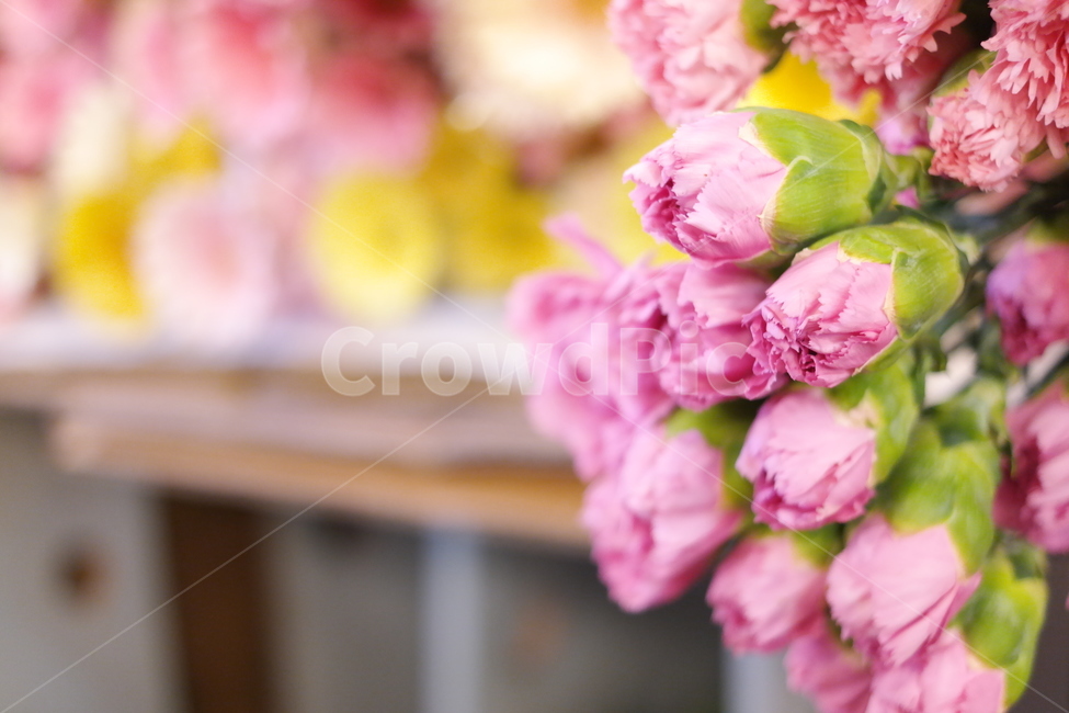 봄날,장미,봄,spring,rose,pink,flower,핑크,꽃,식물,plant,식물,자연,plants,nature,꽃,flower