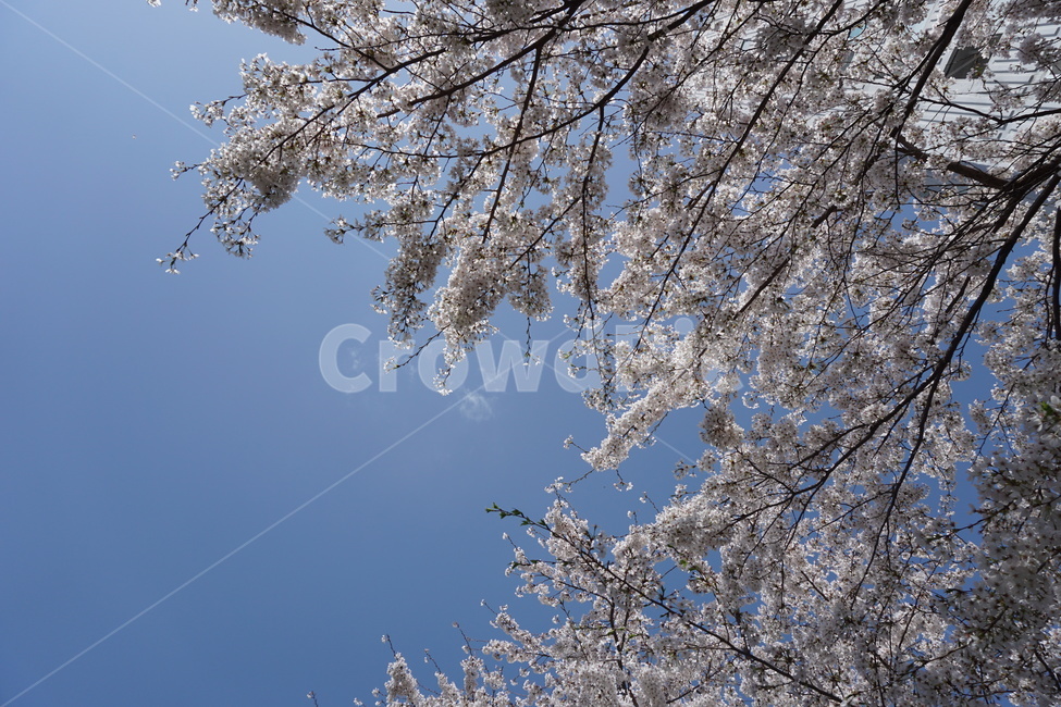 봄,하늘,벚꽃,꽃잎,눈부심,4월,봄,계절,spring,season,식물,자연,plants,nature,꽃,flower,plant,cherry blossom,blossom