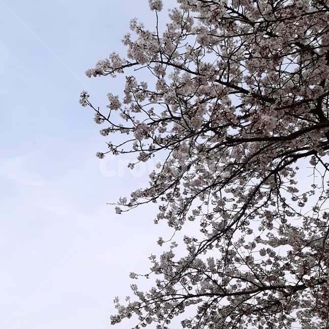 벚꽃,봄,하늘,만개,spring,blossom,cherryblossom,flower,식물,plant