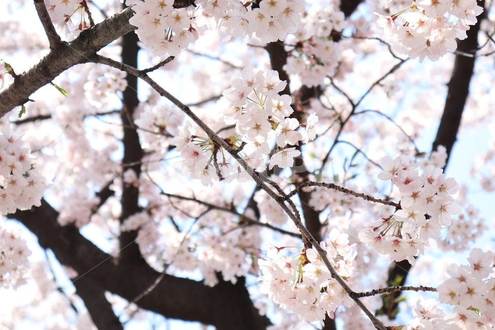 벚꽃,plant,식물,flower,꽃,blossom,봄,하얀,cherryblossom,봄,계절,spring,season,식물,자연,plants,nature,꽃,flower