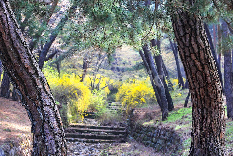 봄,소나무,절개,늘푸름,개나리,진달래,자연,풍경,nature,landscape,tree,나무,tree trunk,나무 줄기,plant,식물