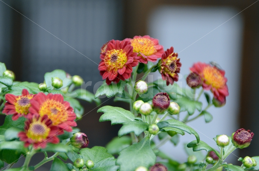 국화,사찰,국화축제,동화사,여행,식물,자연,plants,nature,꽃,flower