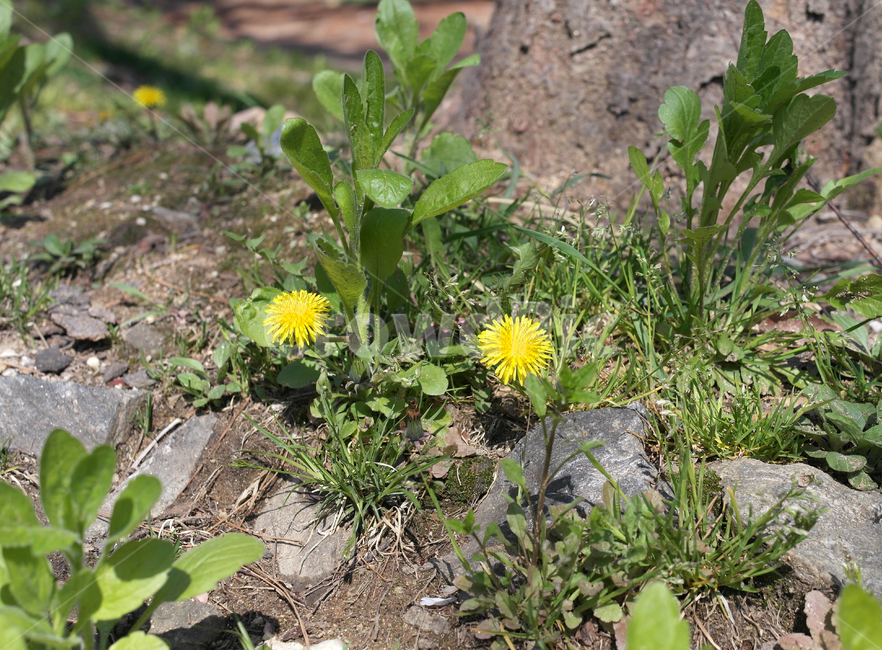 민들레,꽃,식물,자연,풀,식물,자연,plants,nature,꽃,flower