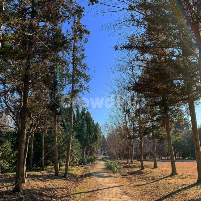 나무,tree,식물,가로수길,길,road