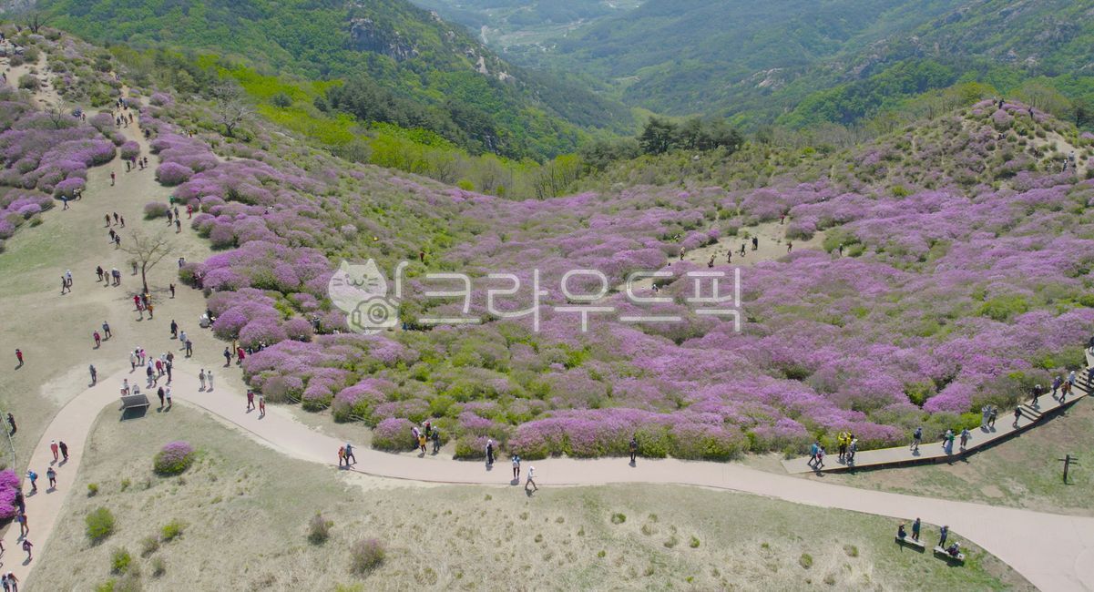 황매산,철쭉,철쭉축제,봄,봄배경,봄꽃,꽃,철쭉군락지,둘레길