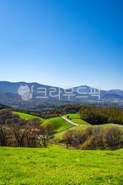 대관령,대관령양떼목장,양떼목장,풀밭,목초지,목장,초원,자연,배경,풍경,한국자연풍경,언덕