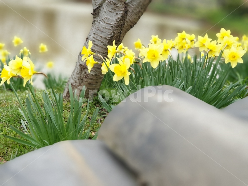 봄,봄꽃,수선화,서산유기방가옥,수선화축제,spring,자연,노란수선화,식물,자연,plants,nature,꽃,flower